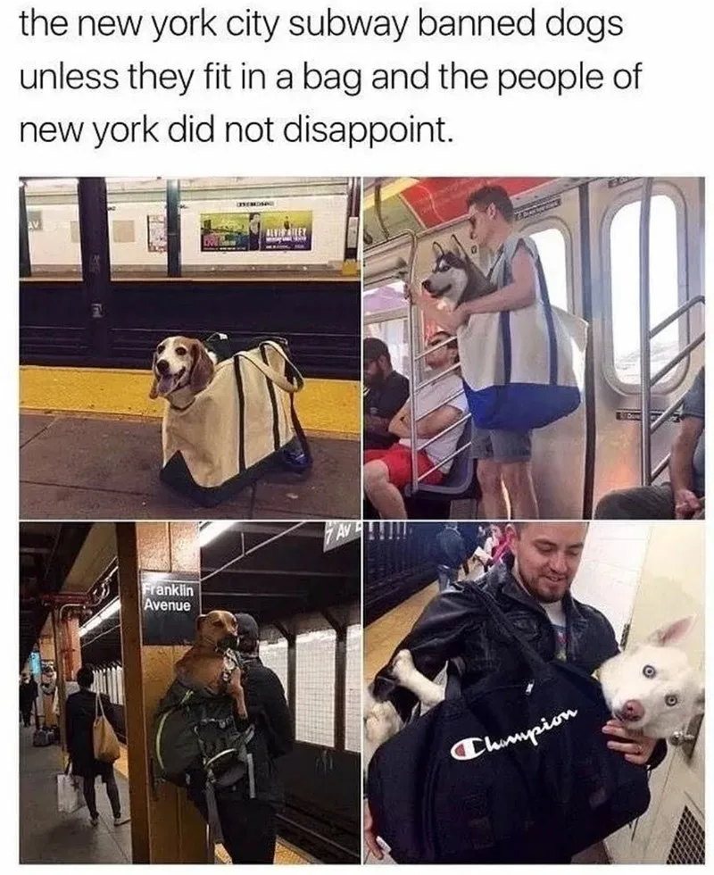 dog owner meme