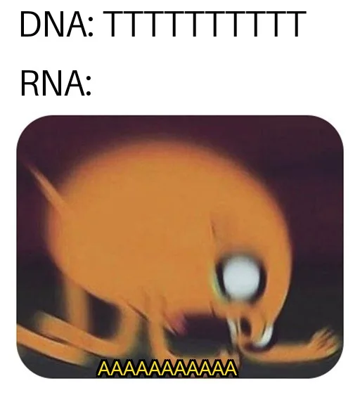 RNA meme