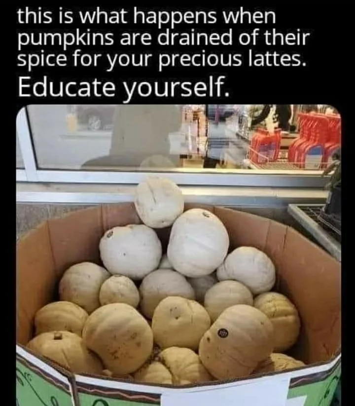 pumpkin meme