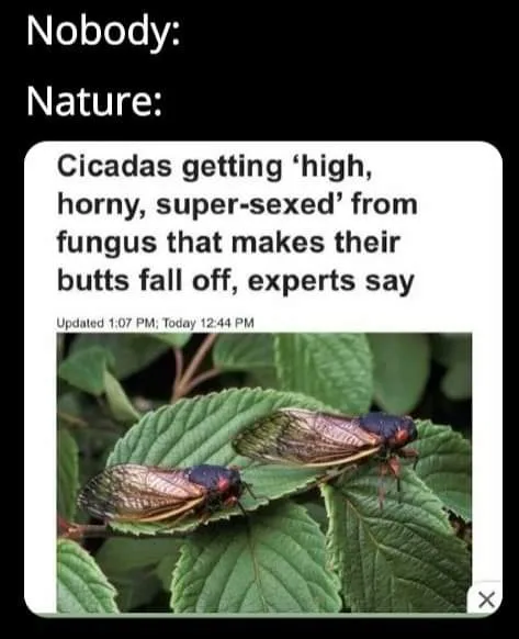 cicada meme