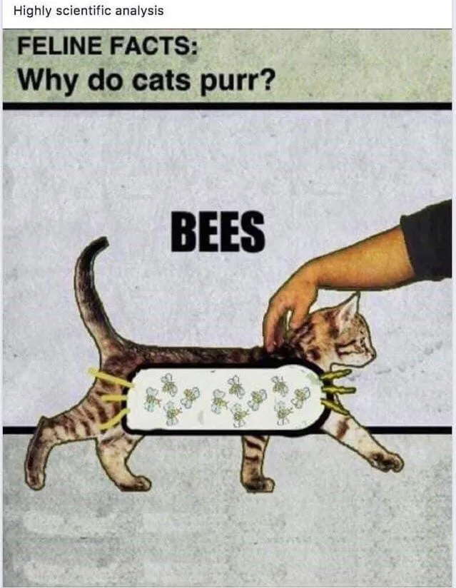 bee meme