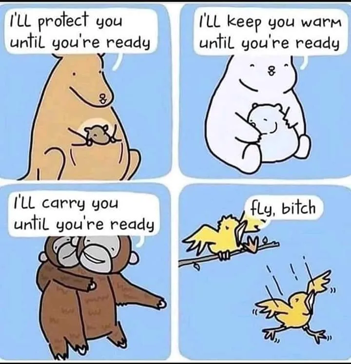 bird meme