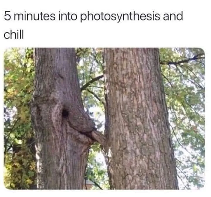 Netflix meme