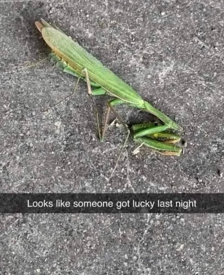 praying mantis meme