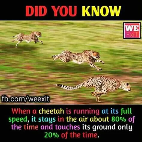 cheetah meme