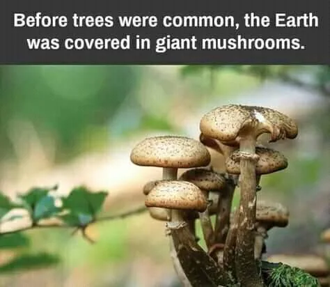 mushroom meme