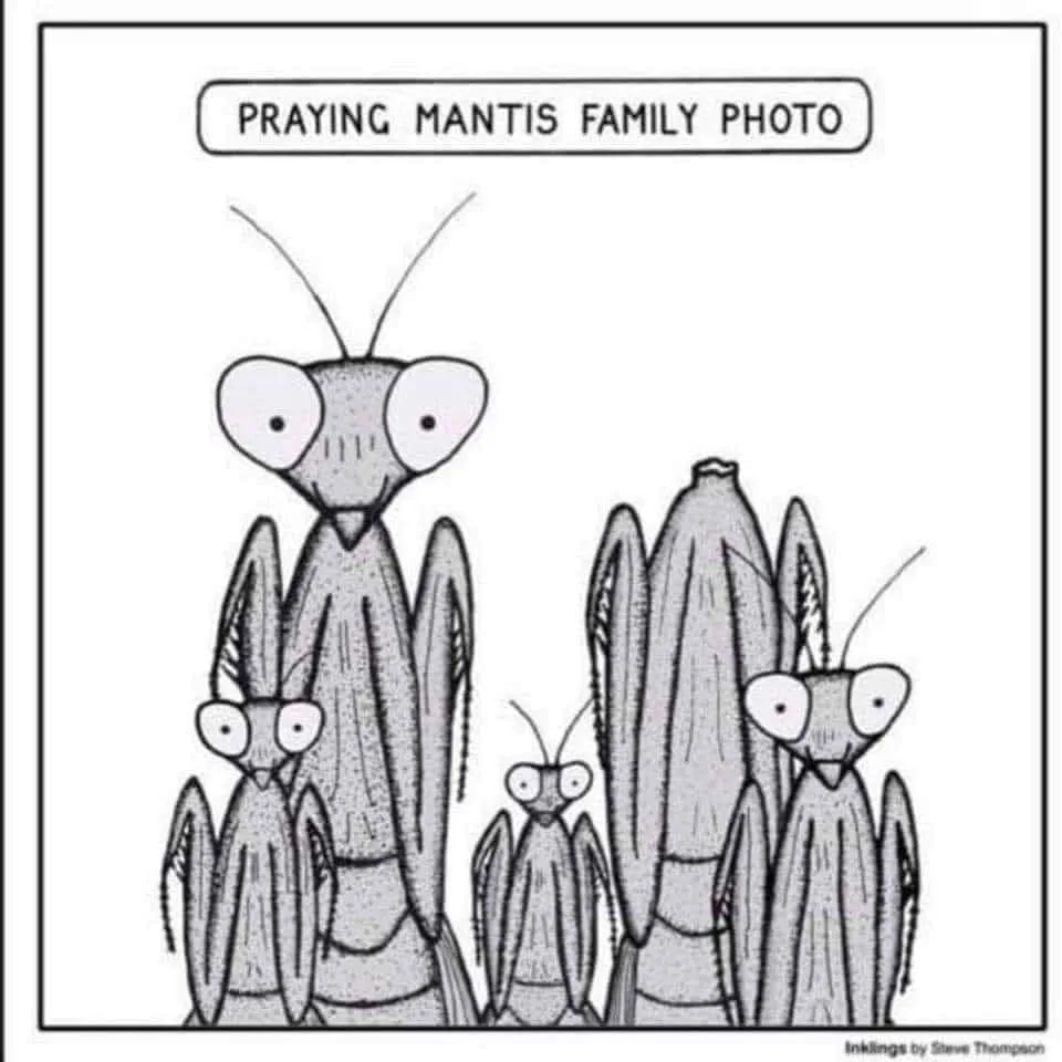 praying mantis meme