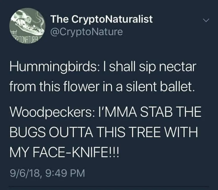 woodpecker meme