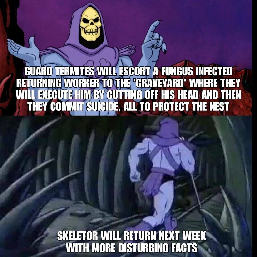execution meme