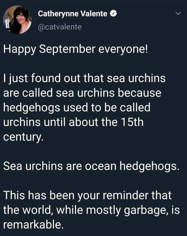 hedgehog meme