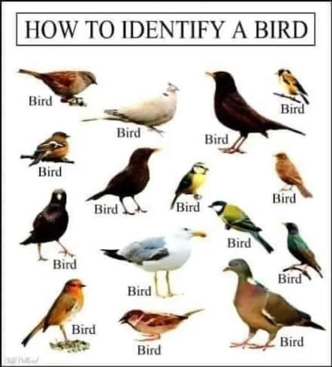 birdwatcher meme