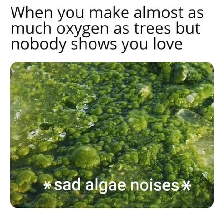 algae meme