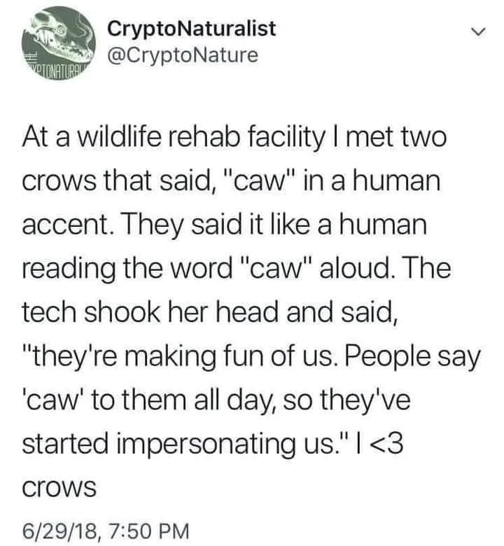 crow meme