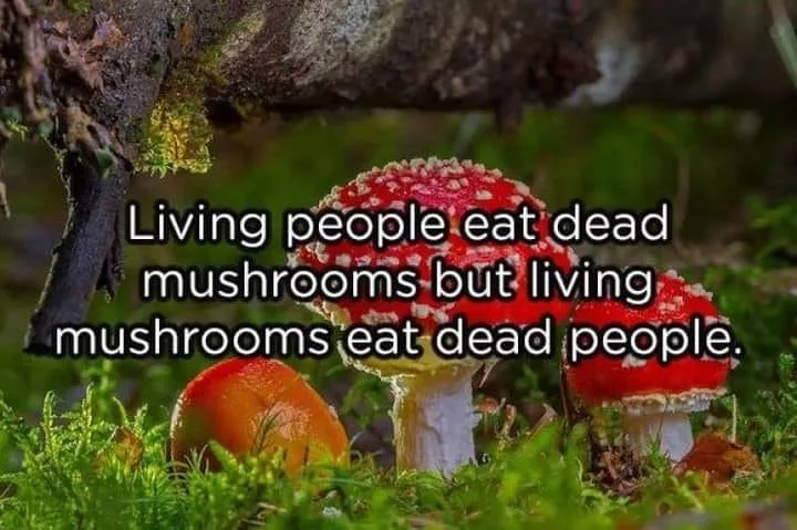 mushroom meme