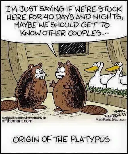 beaver meme
