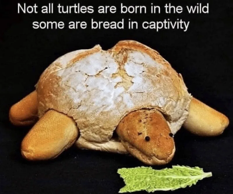 turtle meme
