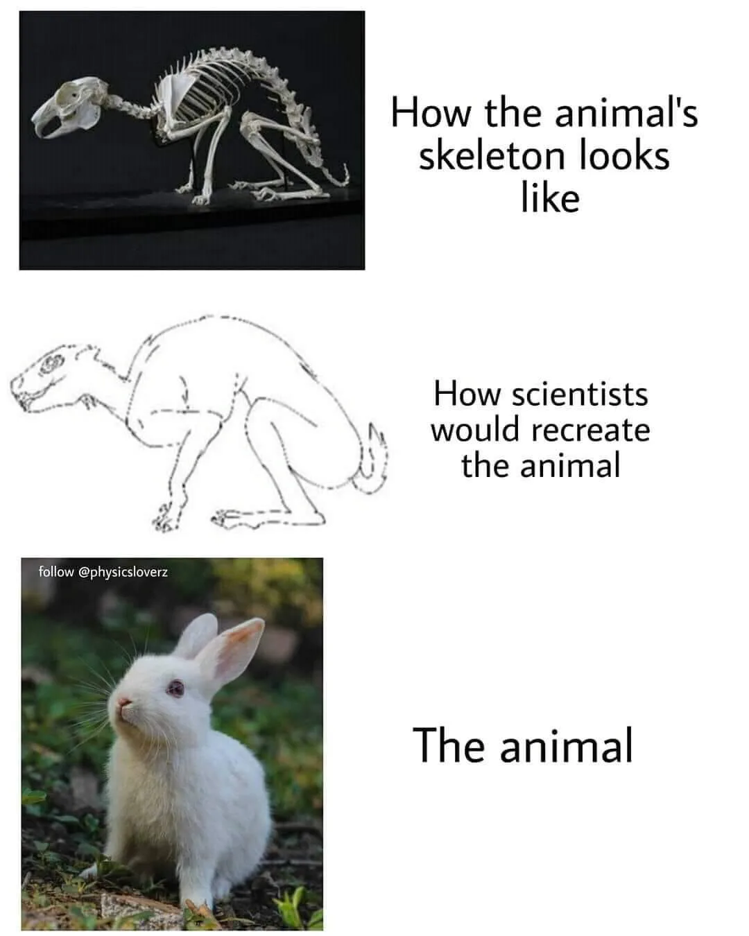 skeleton meme