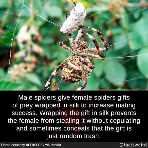 spider meme