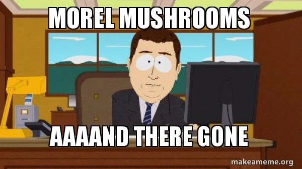 morel mushroom meme