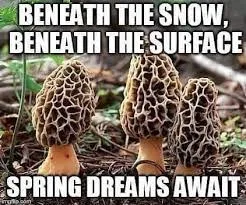 morel mushroom meme