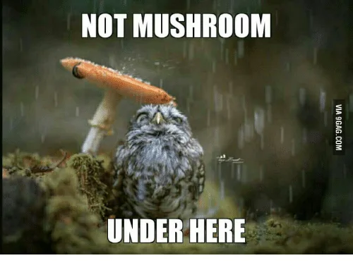 mushroom meme