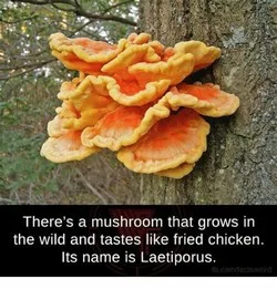 mushroom meme