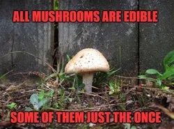 poison meme