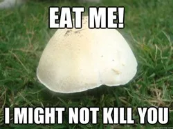 poison meme
