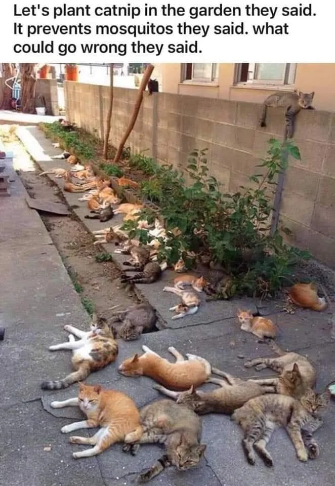 catnip meme