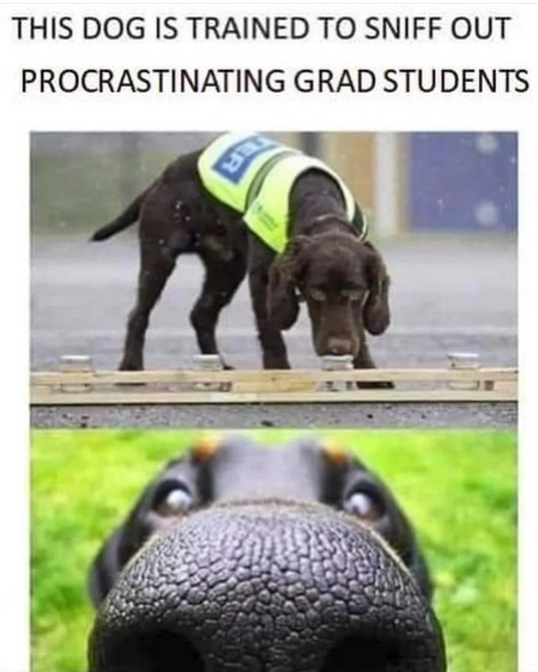 dissertation meme