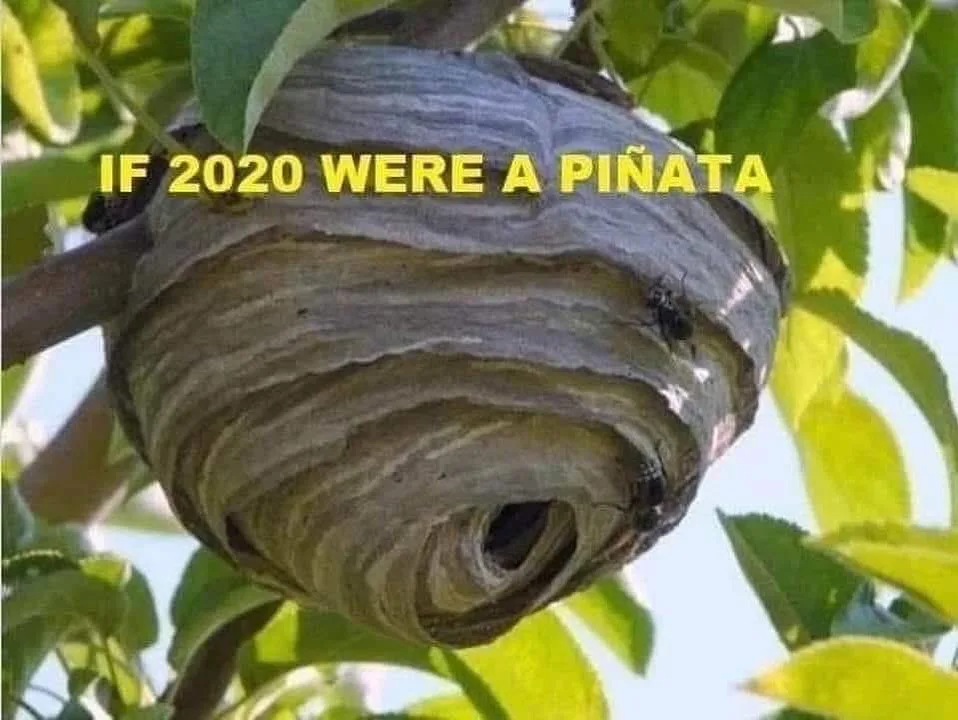 pinata meme