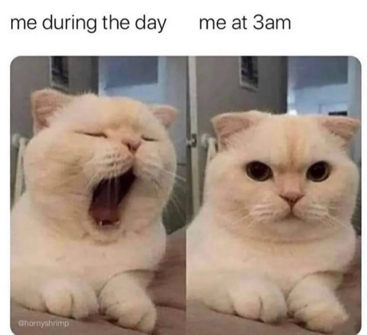 insomniac meme