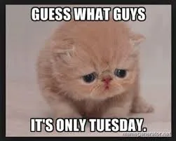 Tuesday meme