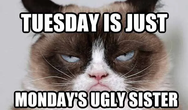 Tuesday meme