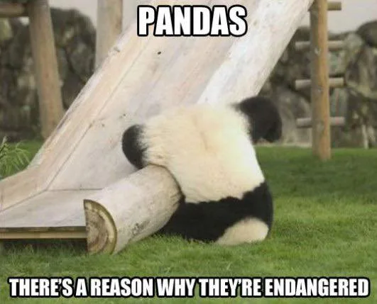 panda meme