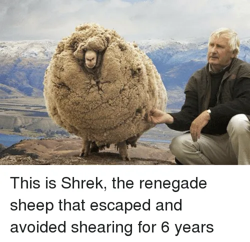 wool meme