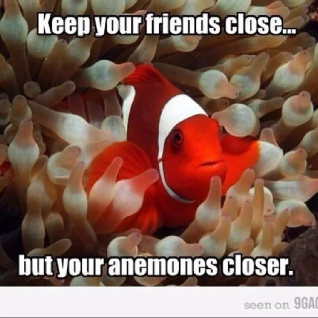 coral reef meme