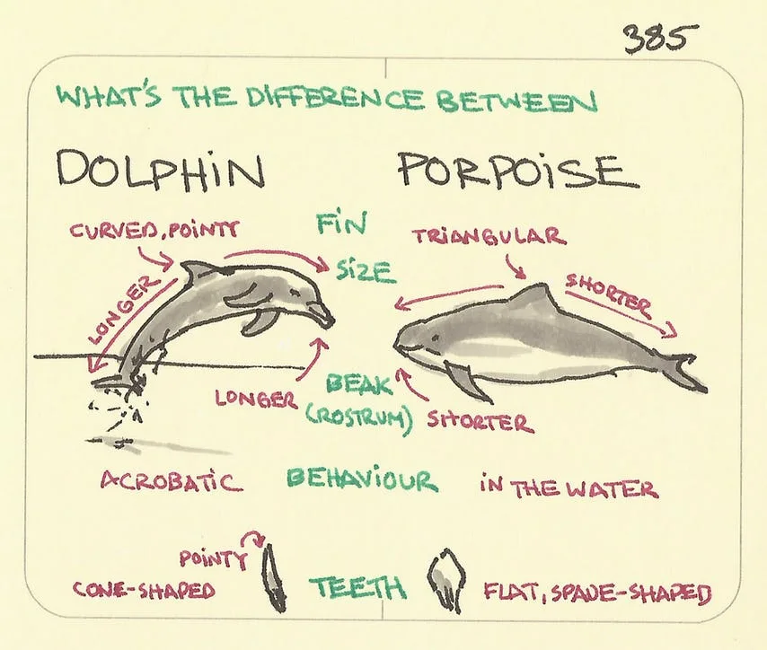 dolphin meme