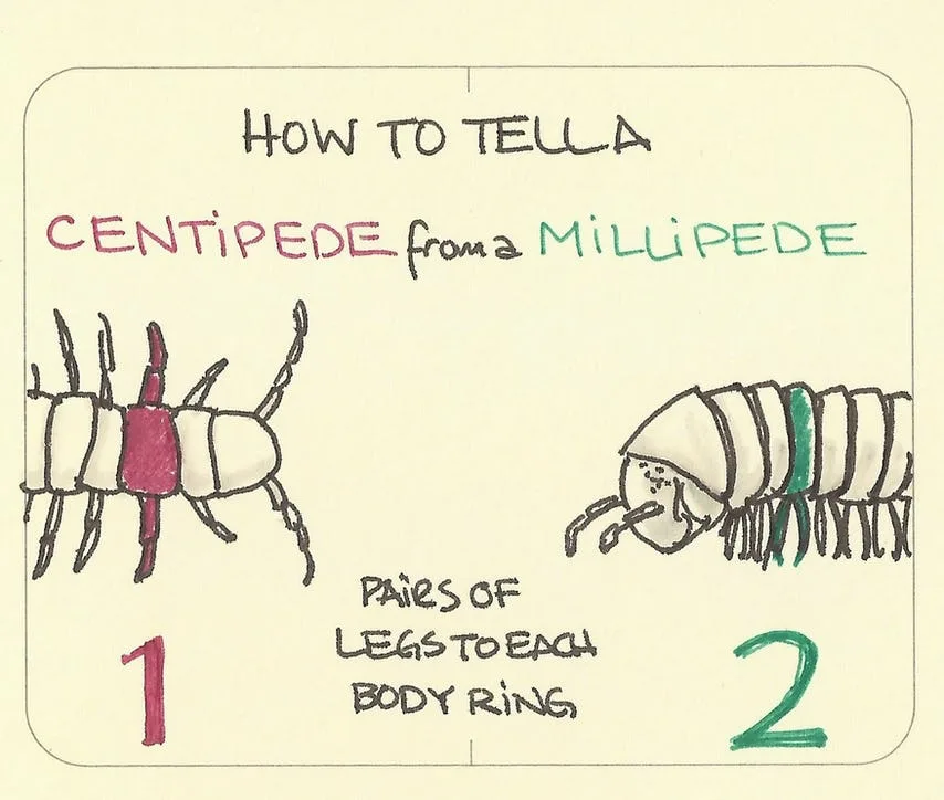 centipede meme