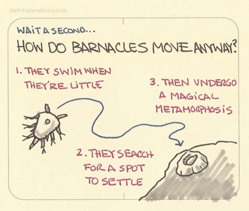 barnacle meme