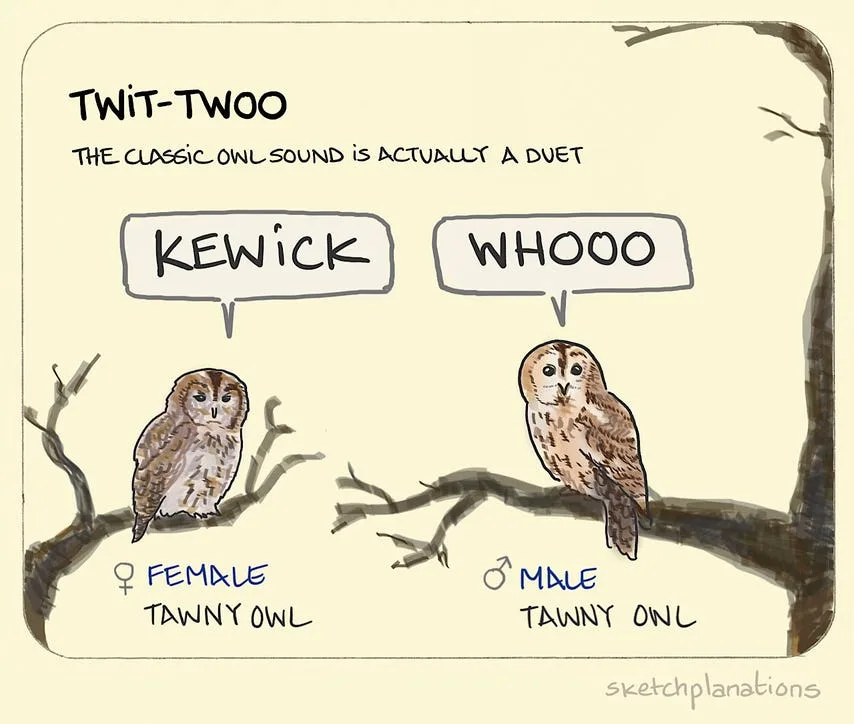 owl meme