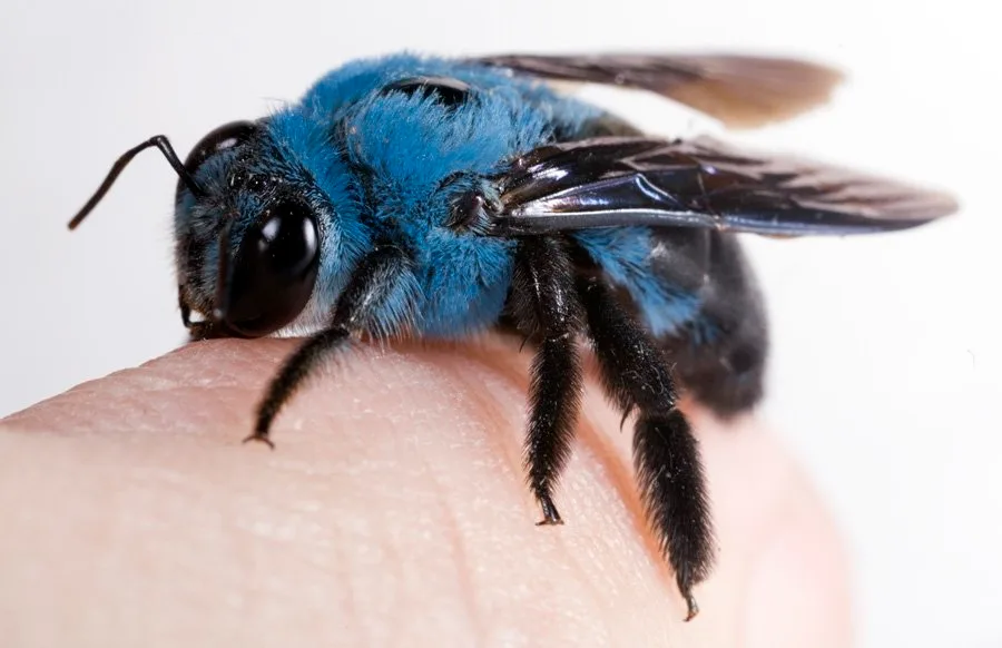 bee meme