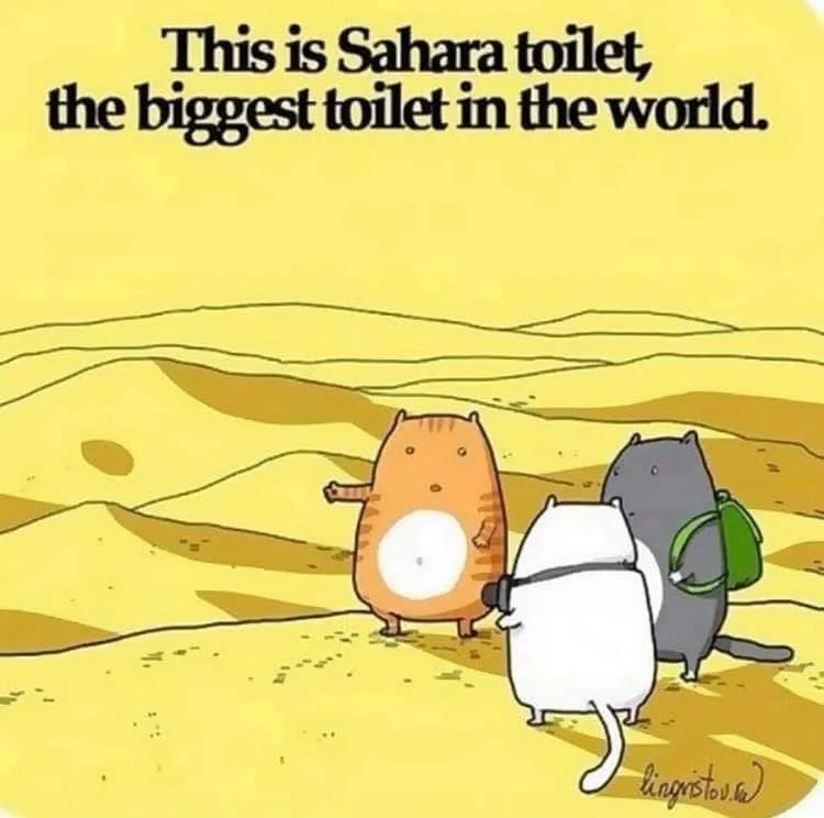 litter box meme