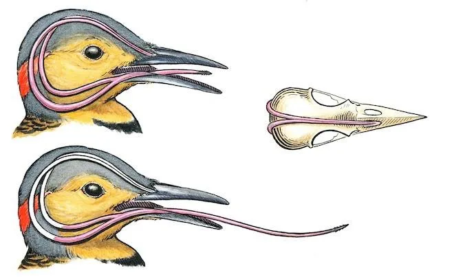 woodpecker meme