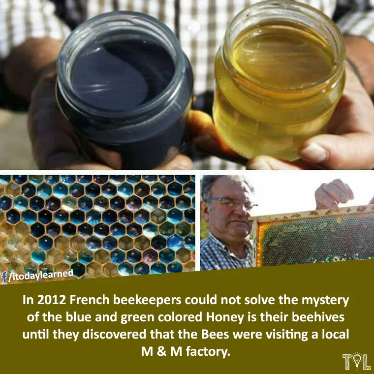 bee meme