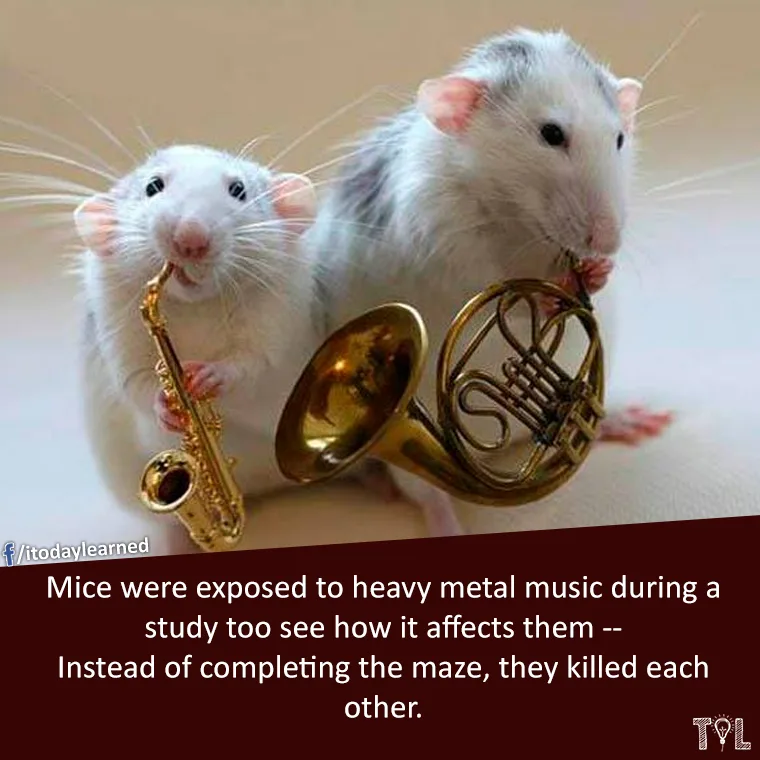 mouse meme