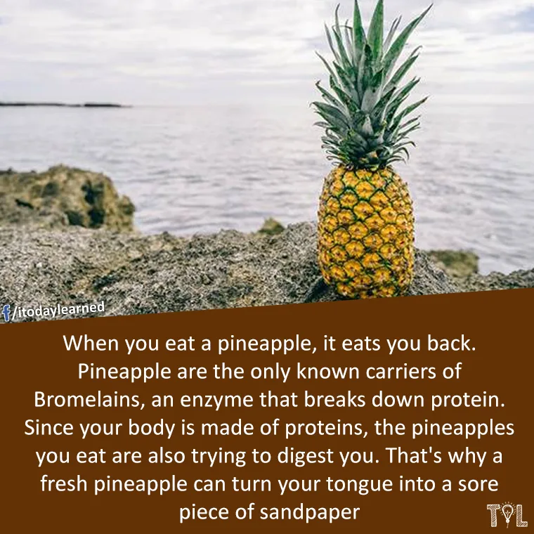 pineapple meme