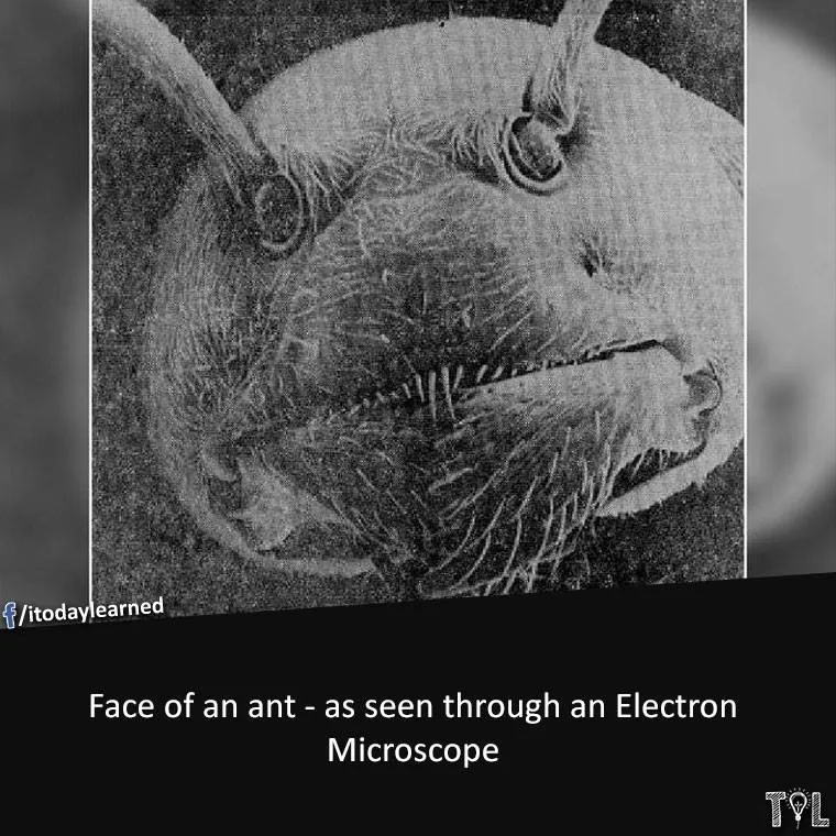 ant meme