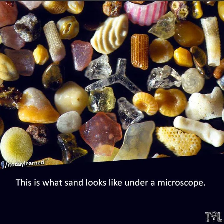 microscope meme