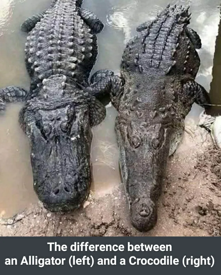 alligator meme